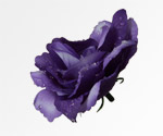 Produktová fotografie - Růže fialová s rosou pro 3D efekt
